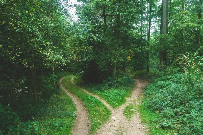 two roads between trees